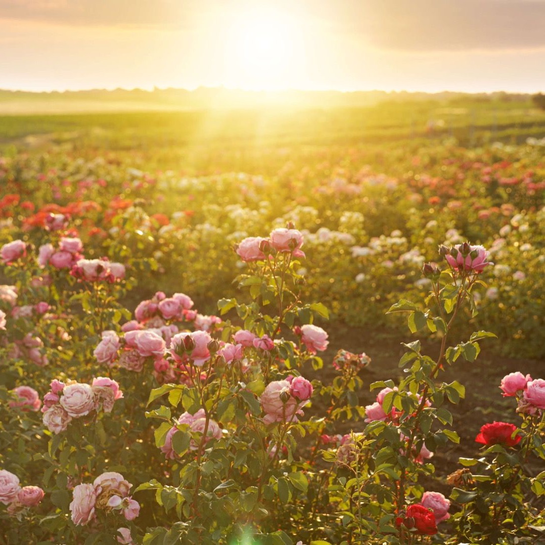 Photo d’Yvette HABET